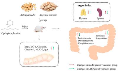 Danggui Buxue decoction regulates the immune function and intestinal microbiota of cyclophosphamide induced immunosuppressed mice